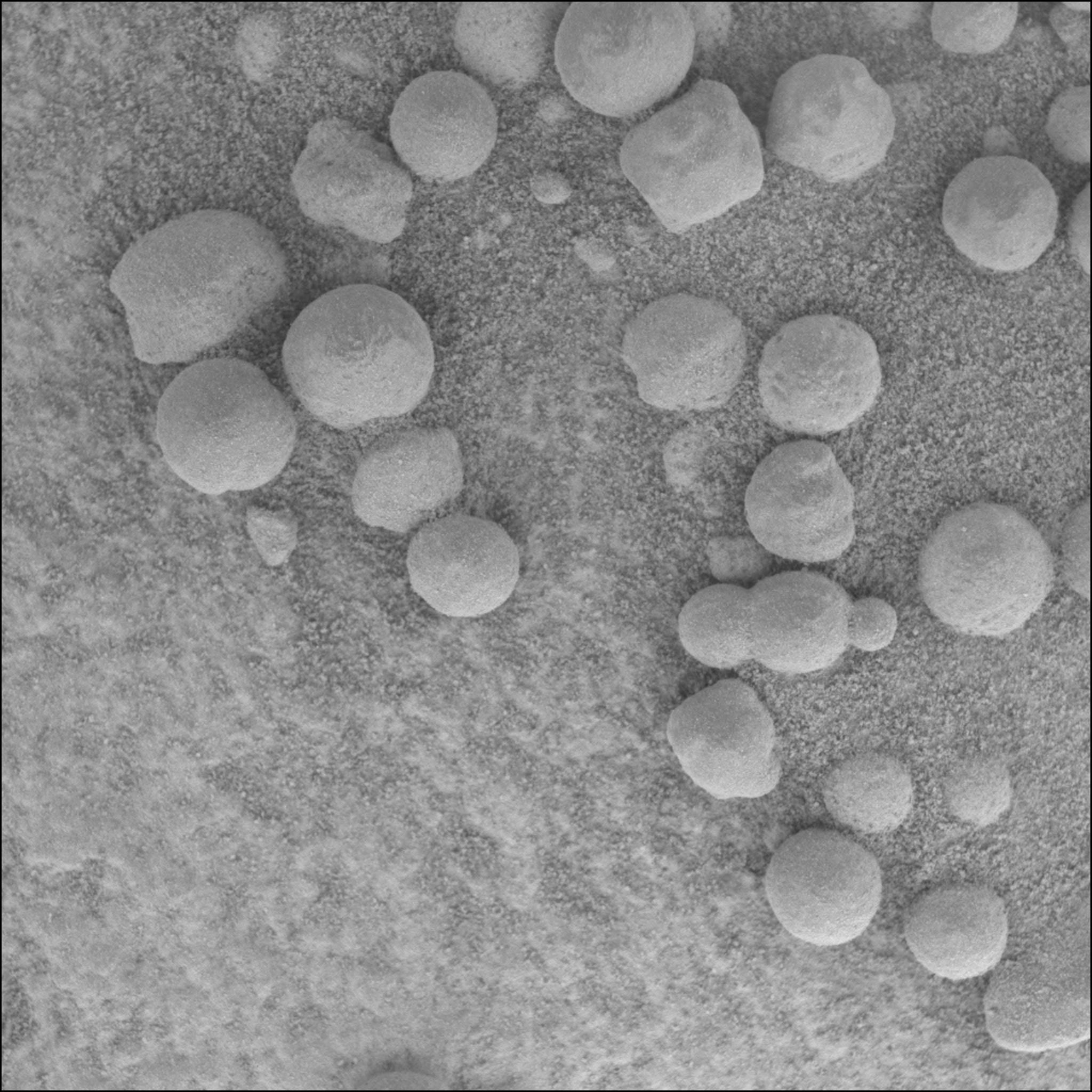 Les myrtilles trouvées en 2004 par Opportunity contiennent d'importantes inclusions d'hématites, riches en fer. Crédit: NASA/JPL