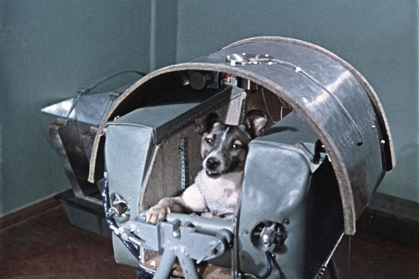 https://www.cieletespace.fr/media/default/0001/15/laika1-59fc.jpeg